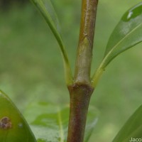 Gardenia jasminoides J.Ellis